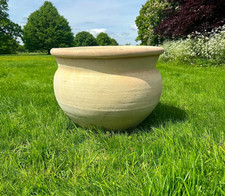 Large Olive Tree Terracotta