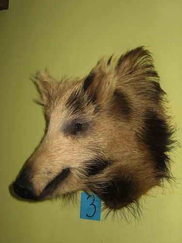 Wild boar head medium spotted - boar,