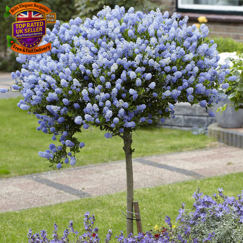 Hardy ceanothus standard - ,