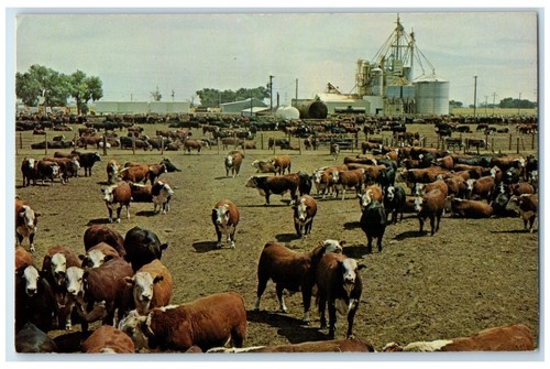 C1960 kansas feed lot - c1960,