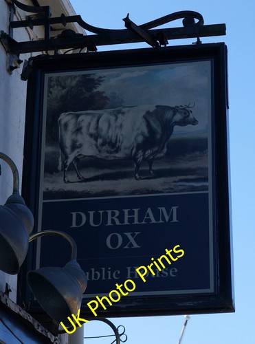 Photo 6x4 durham - ox, on