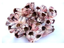 Aquarium decoration shell - aquarium,