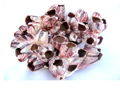 Aquarium decoration shell - decoration,
