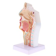 Nasal Cavity Throat Anatomy