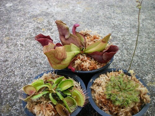Different carnivorous plants - 3,