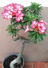 adenium millionaire's wall (crested) Seeds Very Rare Plant (Not Adenium Obesum)