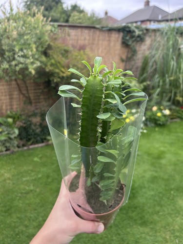 Euphorbia trigona african - euphorbia, milk