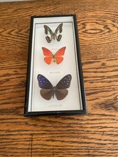TAXIDERMY CASED GREEN JAY / ORANGE ALBATROSS / SPOTTED BLUE CROW BUTTERFLIES