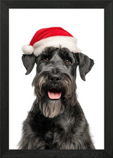 Giant Schnauzer dog with Santa