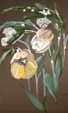 Oil / Watercolour  Still Life