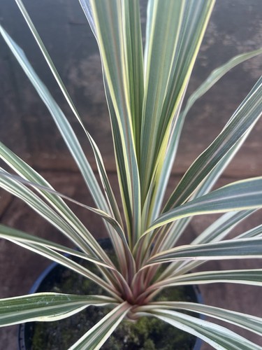 Cordyline australis torbay - australis,