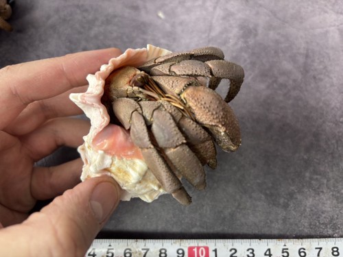 Taxidermy land hermit crab - taxidermy,