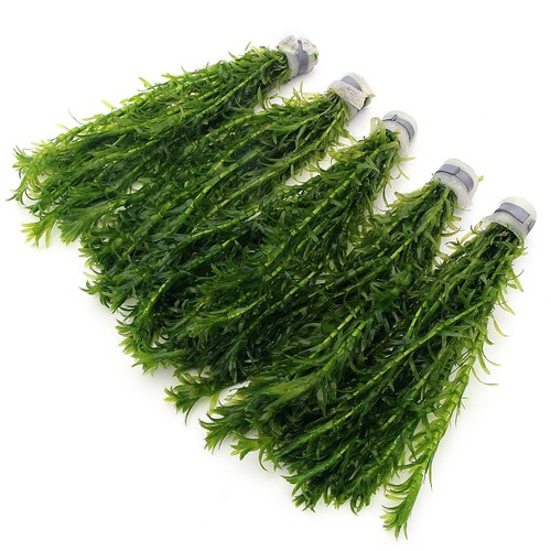 Elodea densa stems - densa,