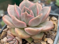 Echeveria 'Bella Rosa'