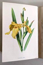 Familiar Flowers-Series 1,2,3