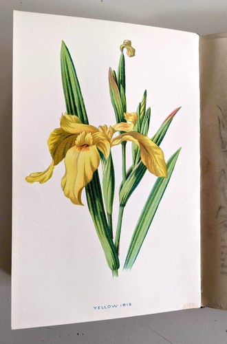 Familiar flowers series - familiar, 1,2,3