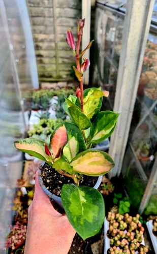 Hoya australis tricolor - australis,