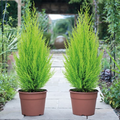 Italian cypress wilma conifer - italian,
