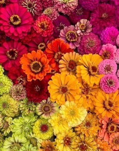 Zinnia seeds rainbow mix - zinnia,