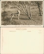 Axis Deer Whipsnade Park FW Bond Zoological Society London Zoo