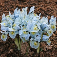T&M Iris Katharine Hodgkin Garden Border Plants Hardy Bulb Flowering Plant Bulbs