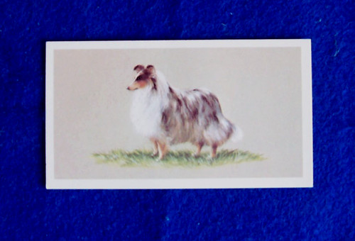 Shetland sheepdog dog - shetland, portrait