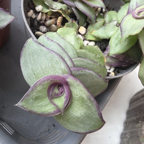 Tradescantia soconusensis baby - tradescantia,