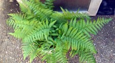 Large Fern Plant 60cm - 80cm wide