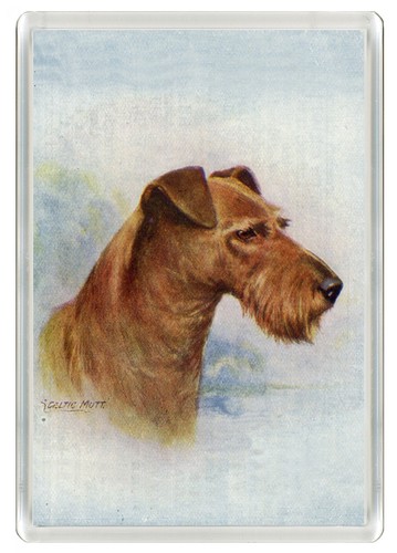 Irish terrier dogs - terrier,