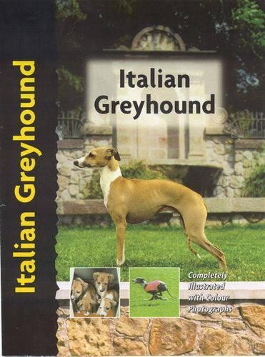 Italian greyhound - (pet, love)