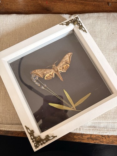 Framed hawk moth with dried - hawk,