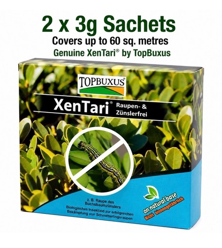 Topbuxus xentari boxwood - xentari,