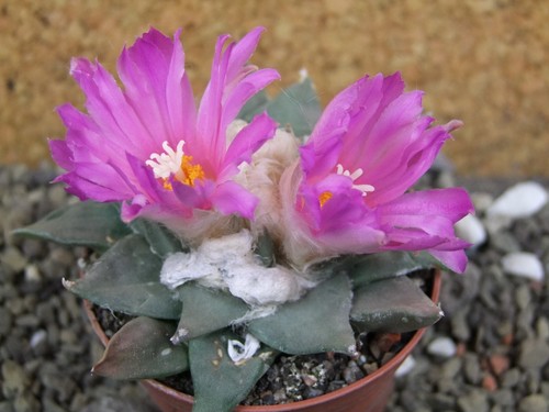 3h91 ariocarpus confusus - 3h91,