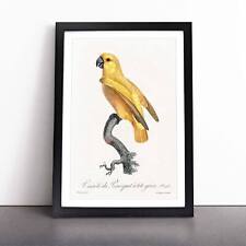 Senegal Parrot Framed Canvas