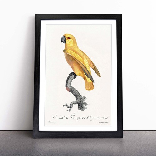 Senegal parrot animal vintage - senegal,