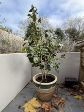 Camellia – Large Pink colour with pot – 110cm – Pink Flowers Hardy Plant