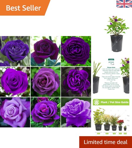 Vibrant purple climbing rose - purple,