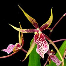Brassia Shelob 'Tolkien'
