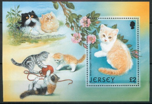 Jersey 2002 cats - cats, british