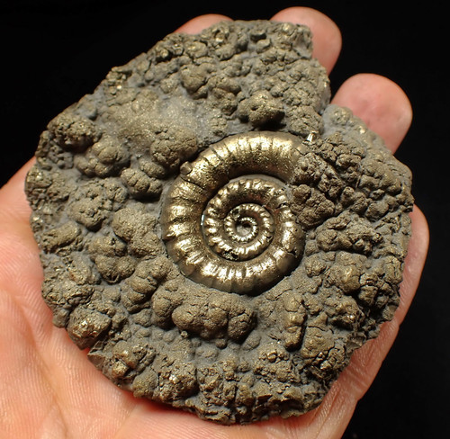 Big pyrite eteoderoceras - big,