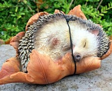 Hedgehog in Leaf Animal Vivid