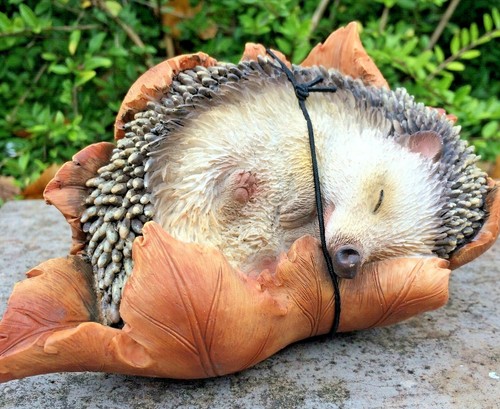 Hedgehog leaf animal vivid - leaf,