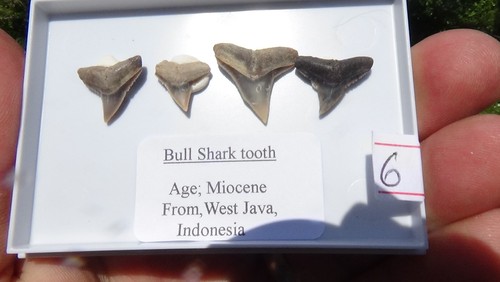 Set 4 bull shark - set,