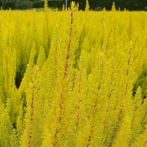 Tree heather erica alberts - heather, 'alberts