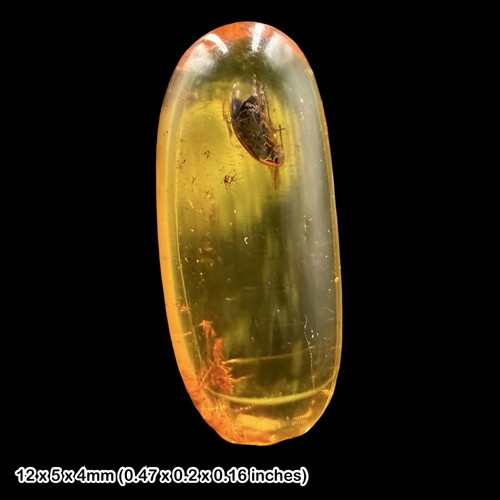Baltic amber fossil false - amber,