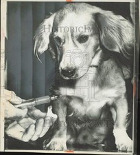 1954 Press Photo Hypodermic