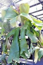 Staghorn Fern Platycerium