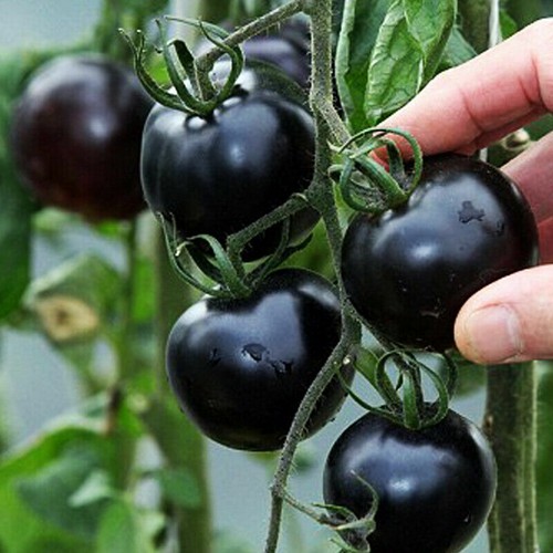 Black cherry plug plants - 4x,