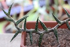 Aloe Arenicola Succulent Cactus Live Plant Rooted Plant Very Rarely Available