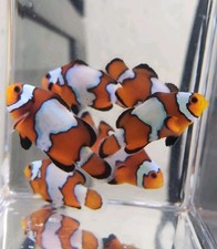 Captive Bred Black Ice